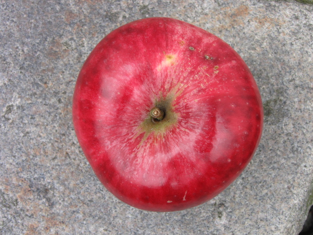 Apfel Jacob Fischer-4.JPG